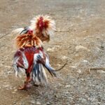 Explore the World of Northern Cockfighting - Traditional Beauty and Unique Culture