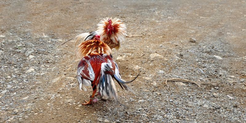 Northern cockfighting from traditional to modern